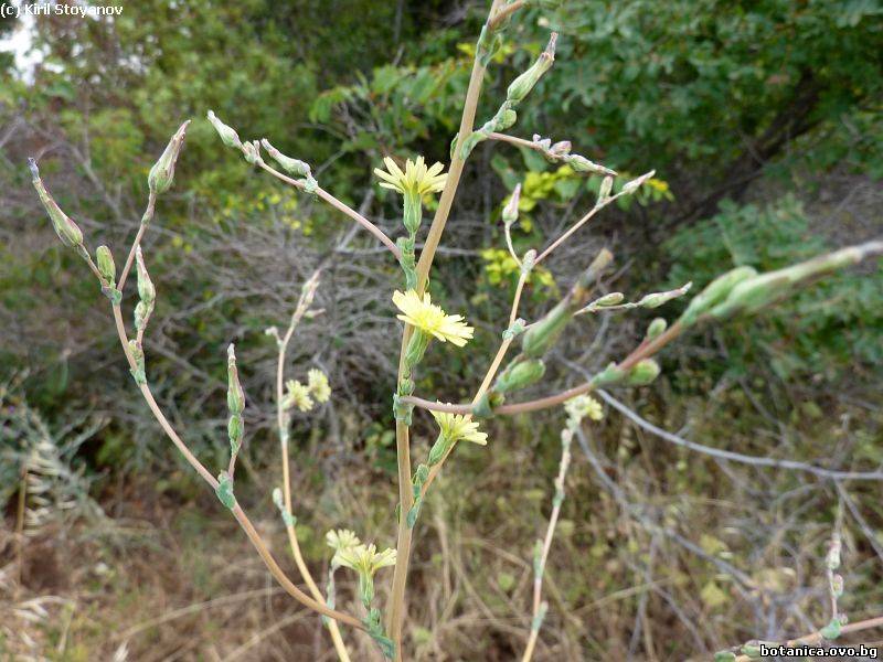 Lactuca serriola