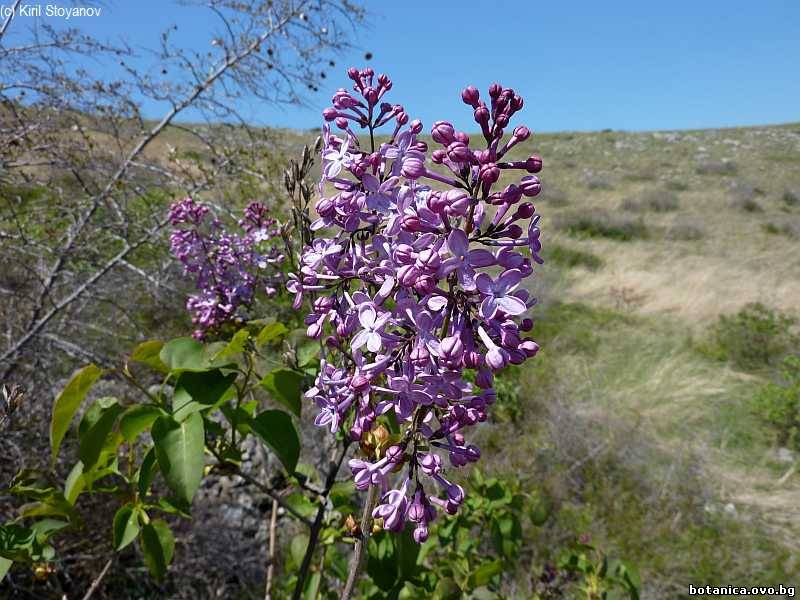 Syringa vulgaris