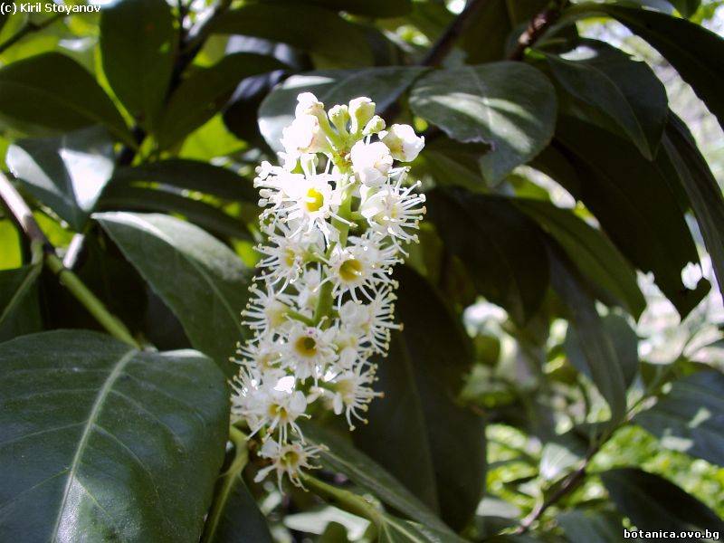 Prunus laurocerasus