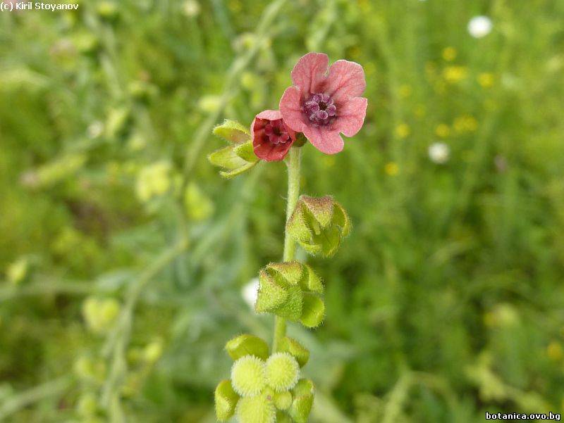 Cynoglossum hungaricum