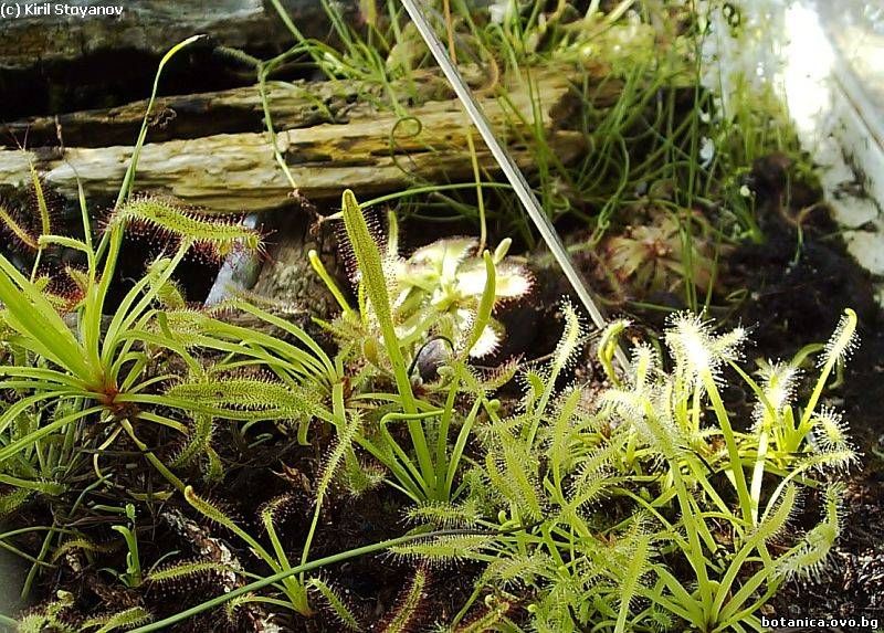 галерия Droseraceae