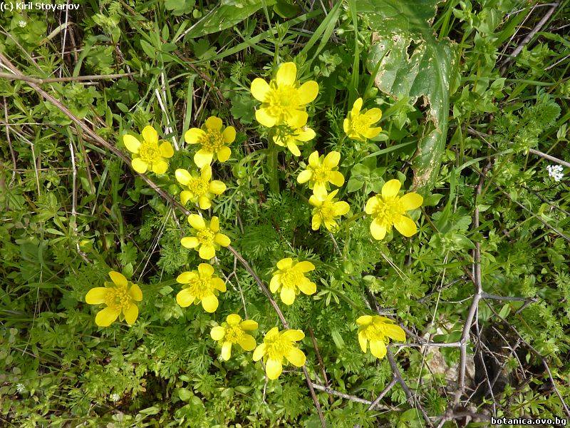 Ranunculus millefoliatus