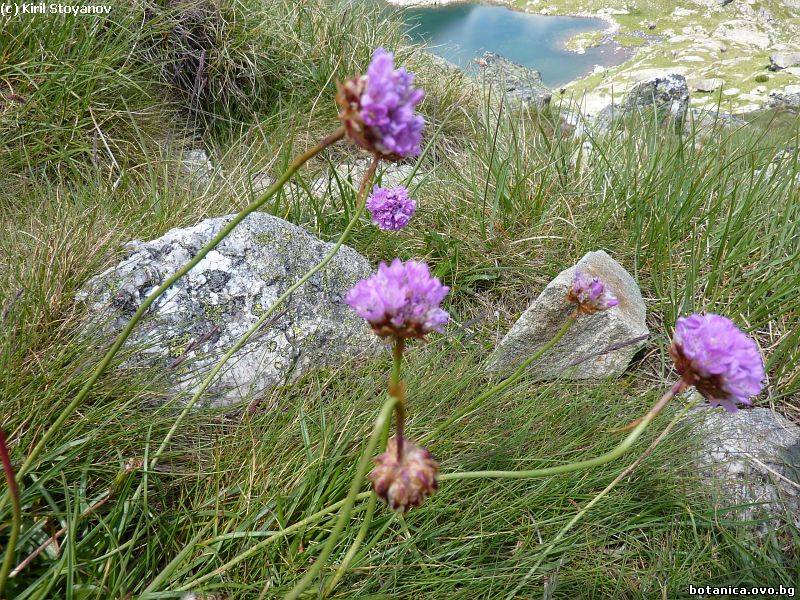 Armeria alpina