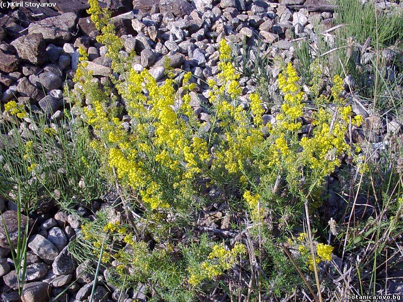 Galium verum