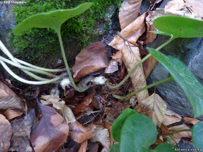 Asarum europaeum