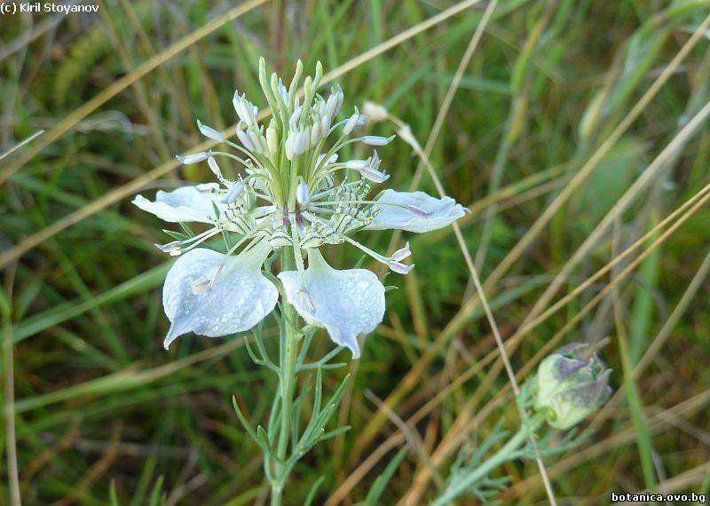 Nigella arvensis