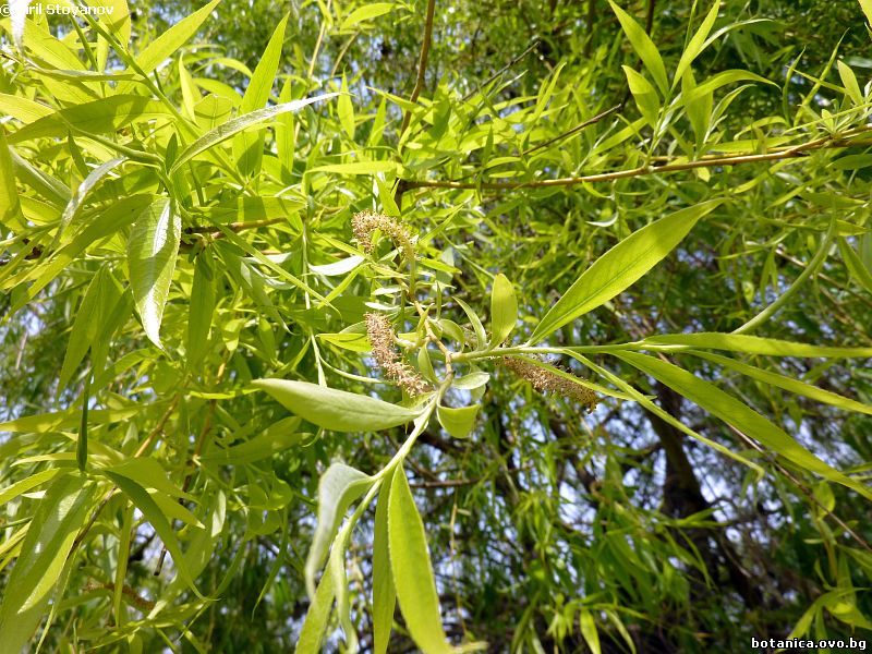 галерия Salicaceae