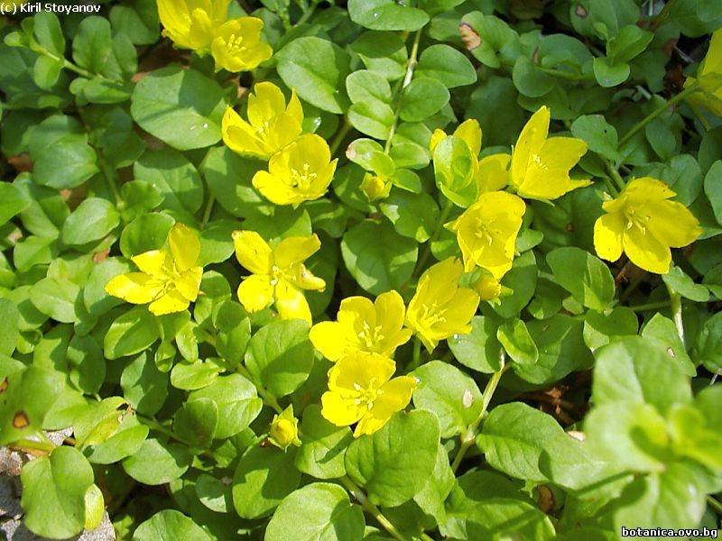 Lysimachia nummularia
