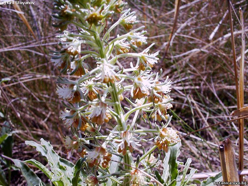 Reseda inodora