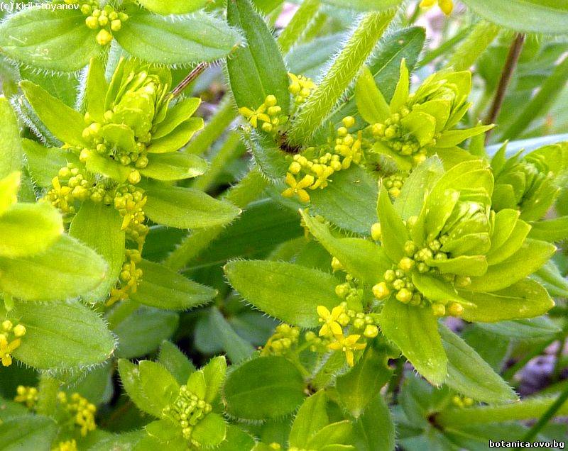 Cruciata laevipes