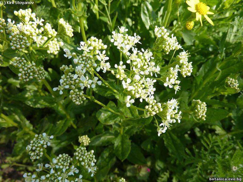 Lepidium draba