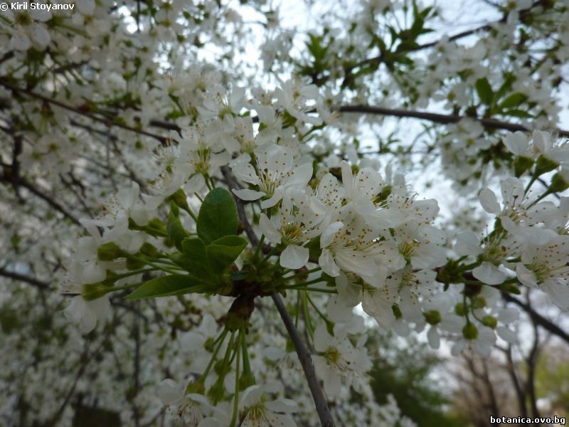 Prunus avium