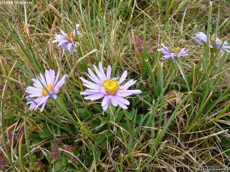 Aster alpinum