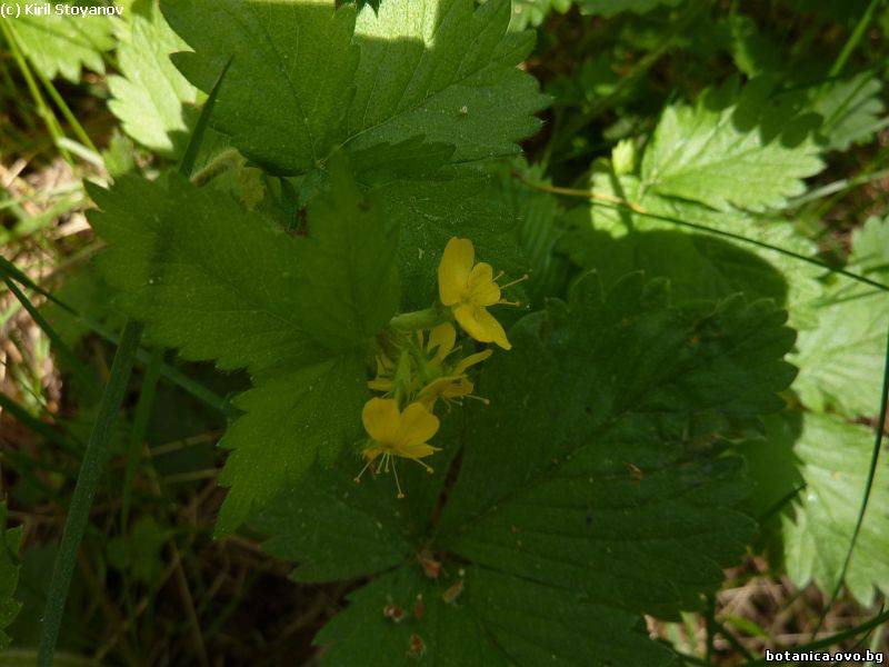 Aremonia agrimonoides