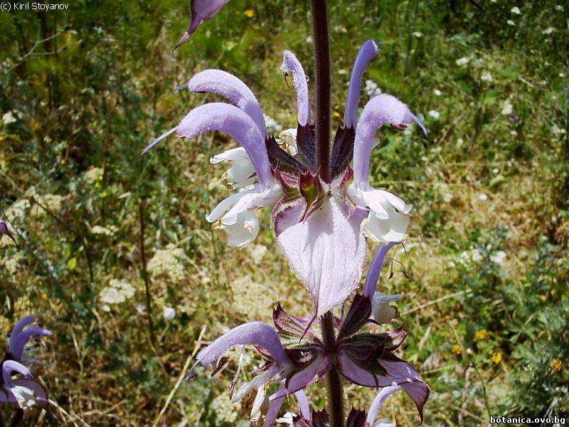 Salvia sclarea