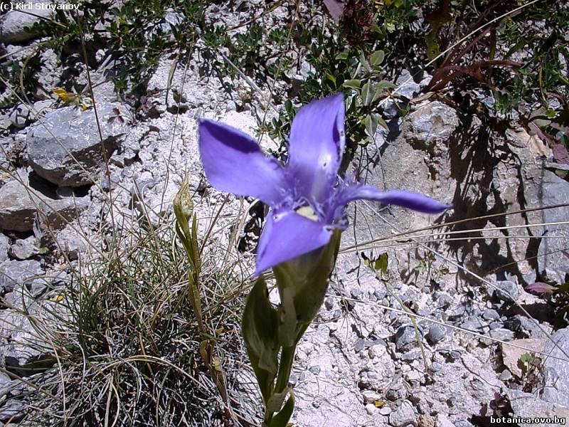 Gentianella ciliata