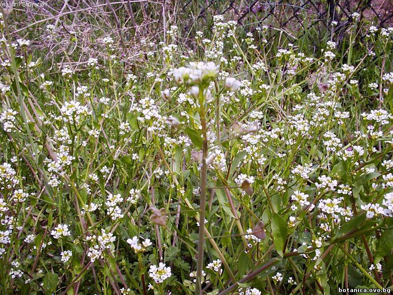 Capsella bursa-pastoris
