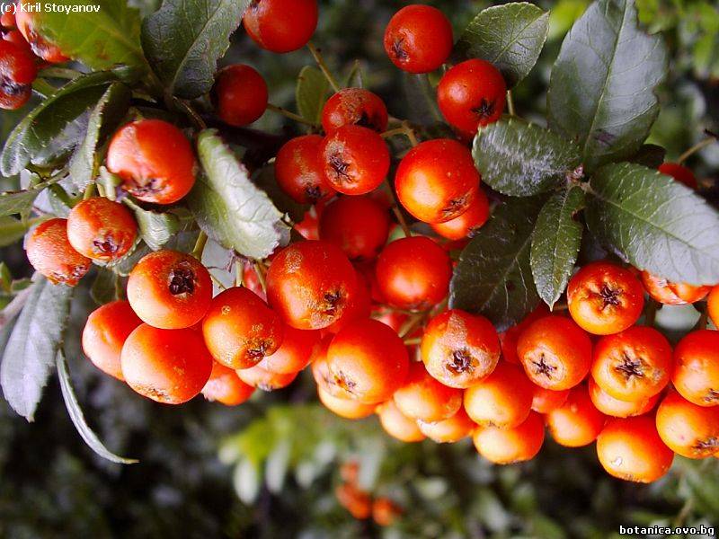 Pyracantha coccinea