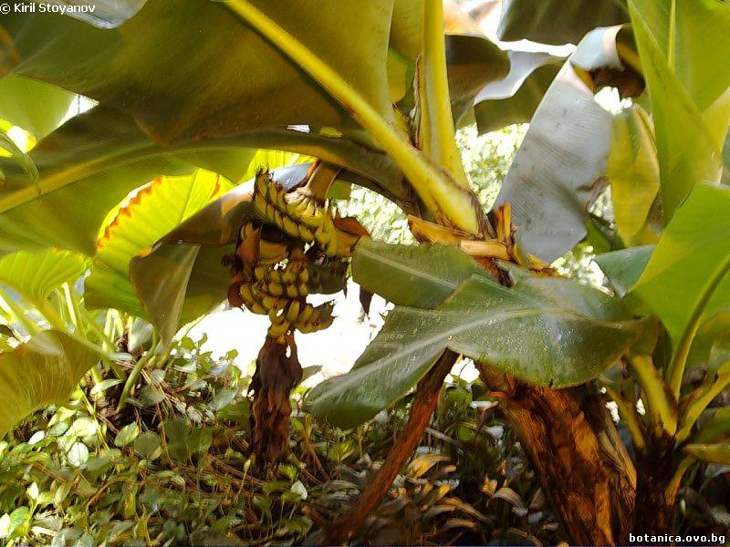 галерия Musaceae