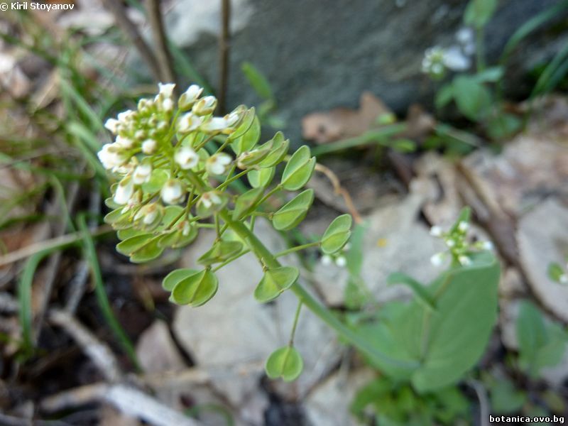 Thlaspi perfoliatum