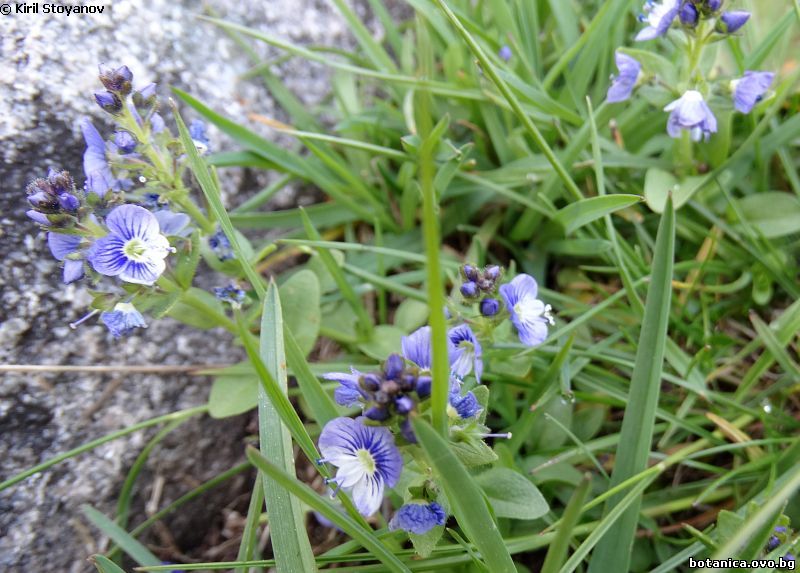 Veronica serpyllifolia