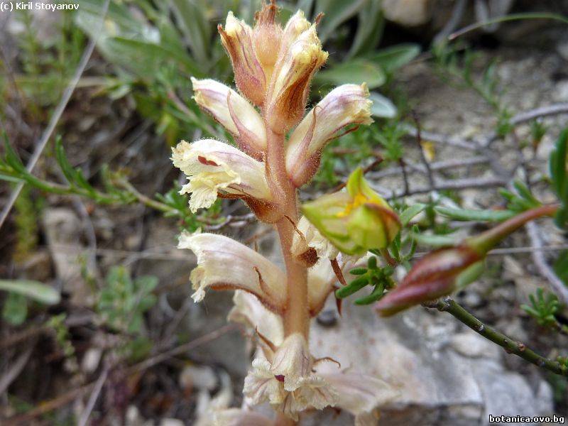 Orobanche minor