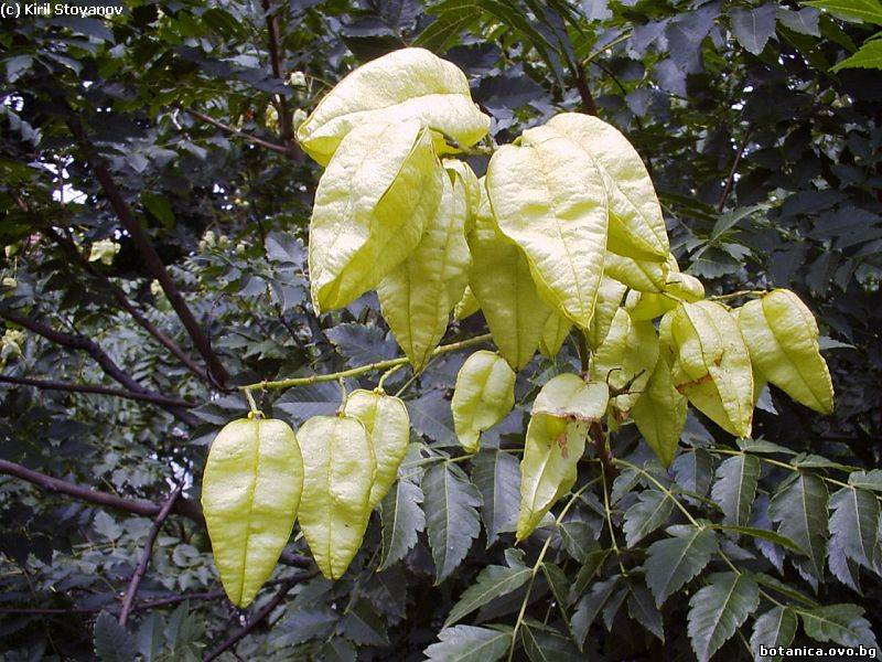 Koelreuteria paniculata