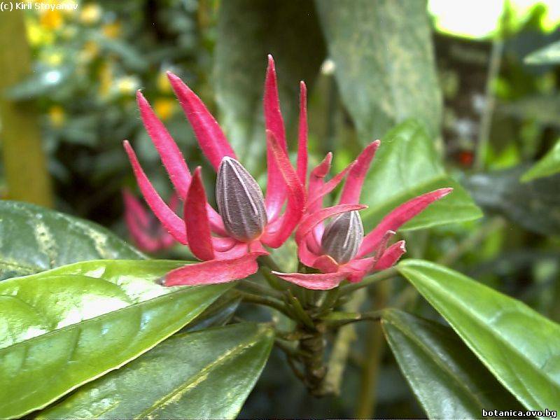 Pavonia multiflora