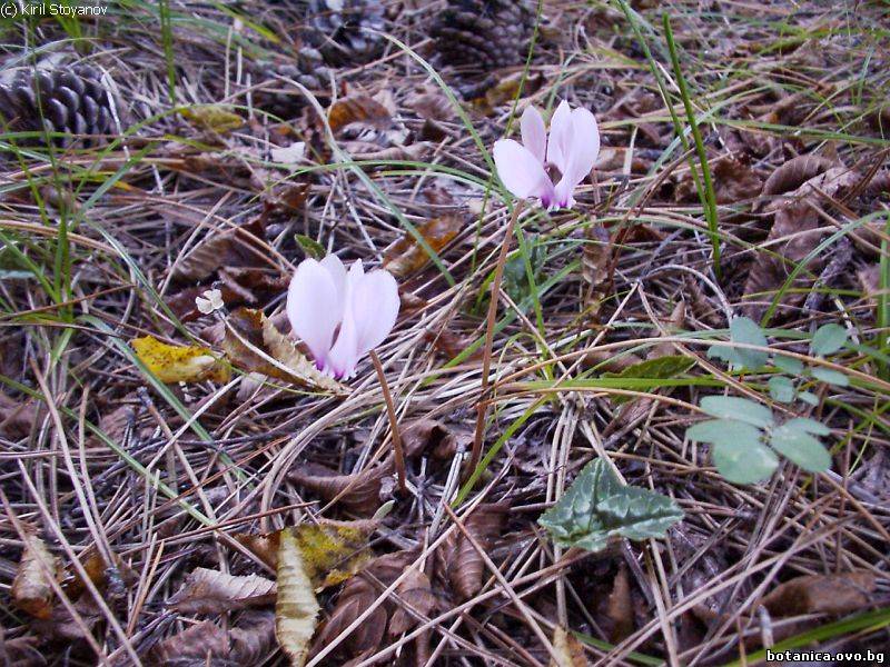 Cyclamen hederifolium