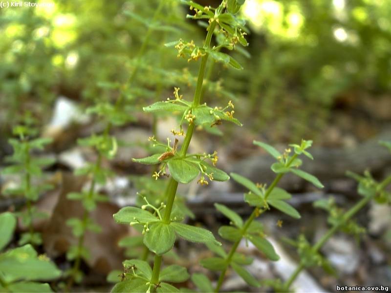 Cruciata glabra