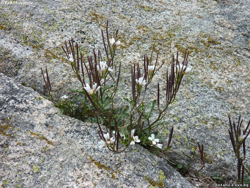 Cardamine resedifolia
