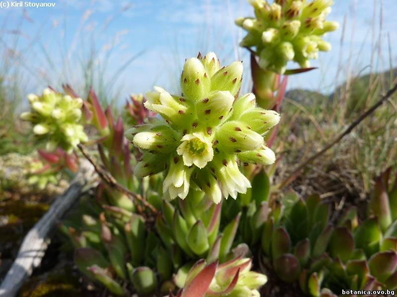 Sempervivum heuffelii