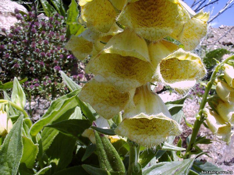 Digitalis grandiflora