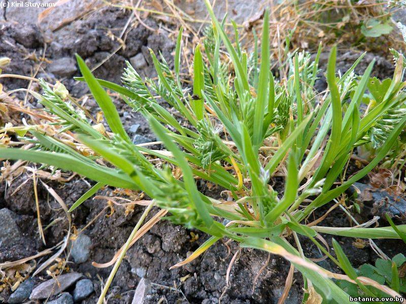 Sclerochloa dura