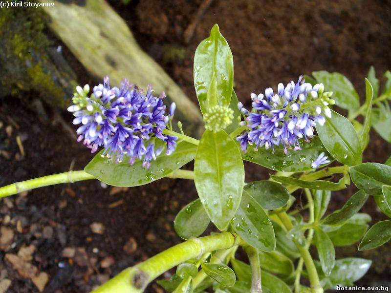 галерия Plantaginaceae