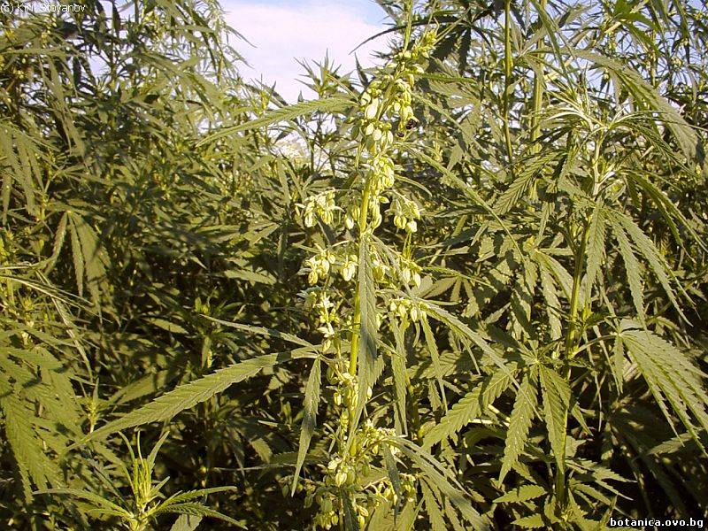 галерия Cannabaceae