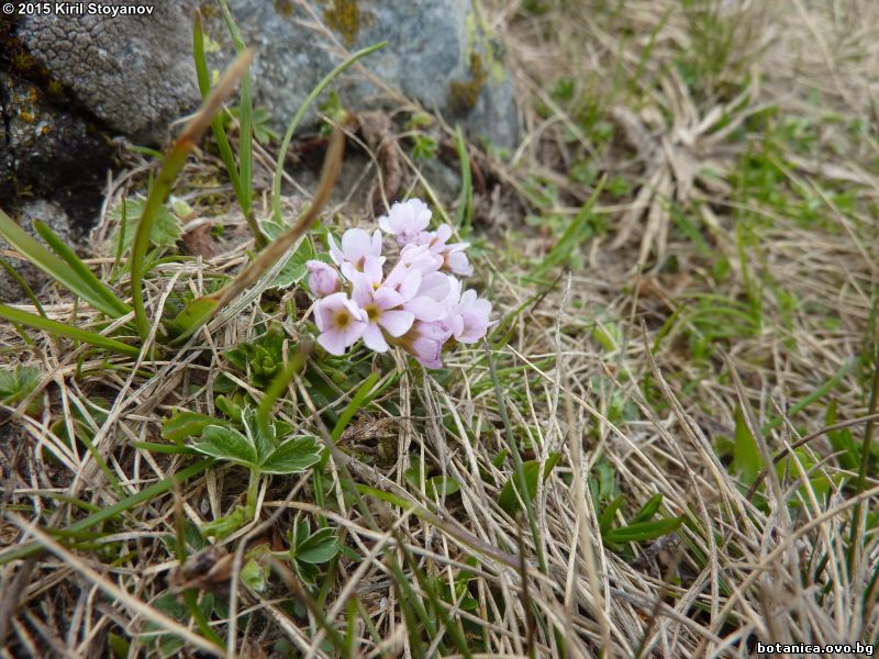 Androsace hedraeantha