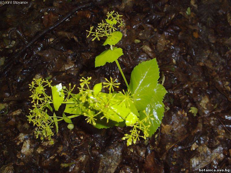 Smyrnium perfoliatum