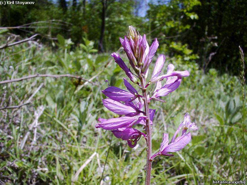 Polygala anatolica