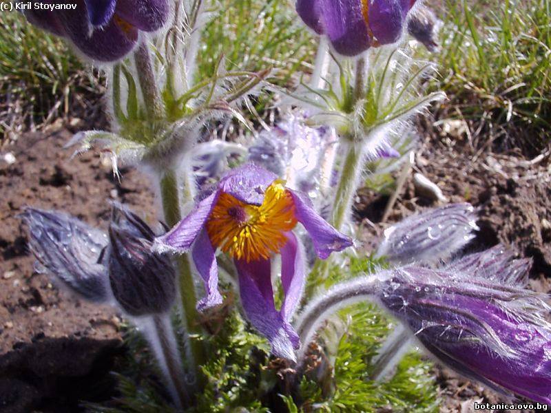 Pulsatilla grandis