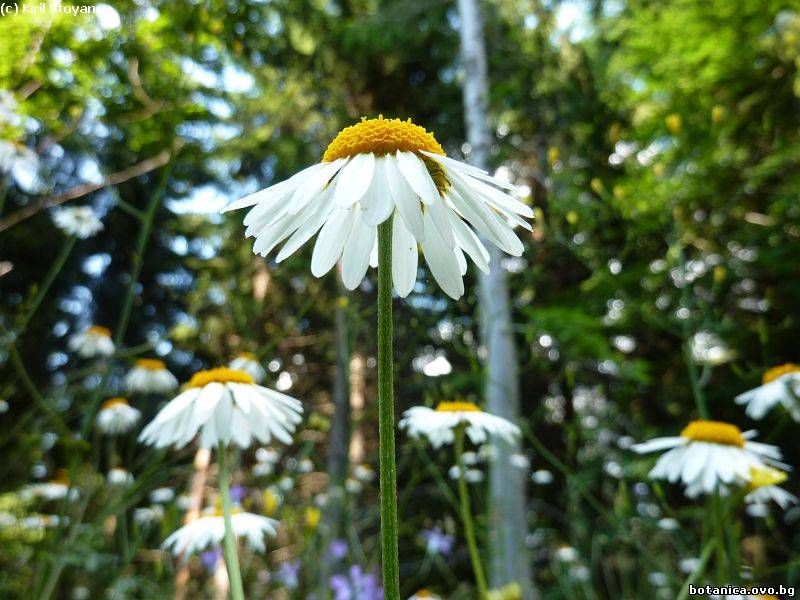 Anthemis triumfetii