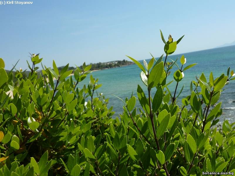 Phyllirea latifolia