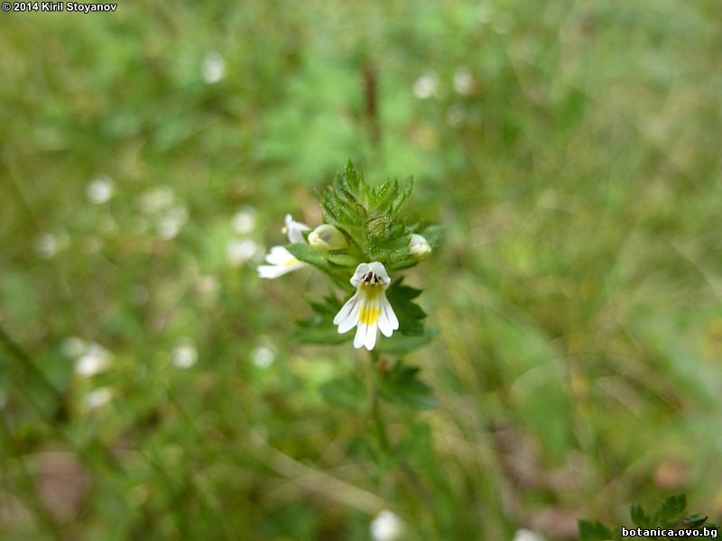 Euphrasia liburnica