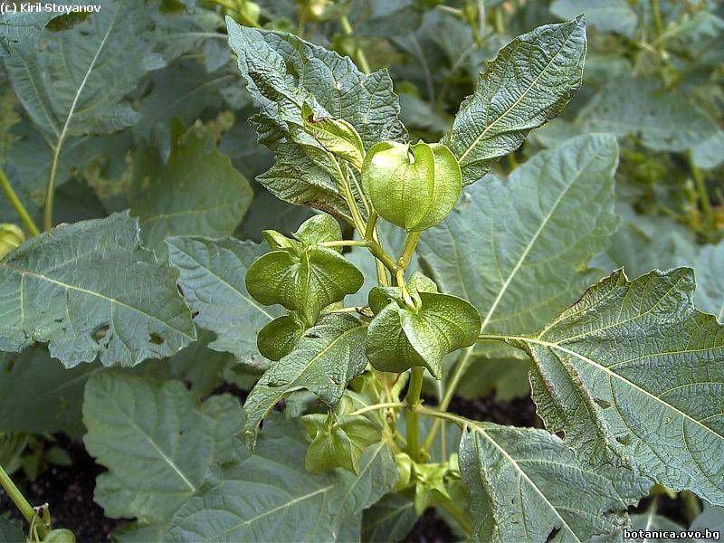 Nicandra physaloides