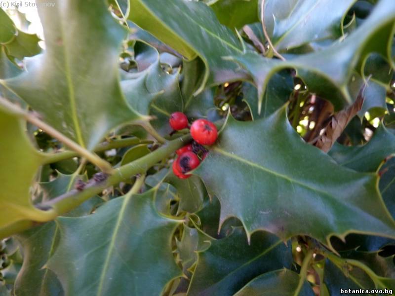 Ilex aquifolium