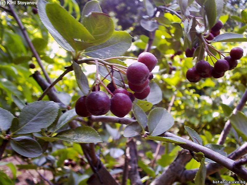 Aronia melanocarpa