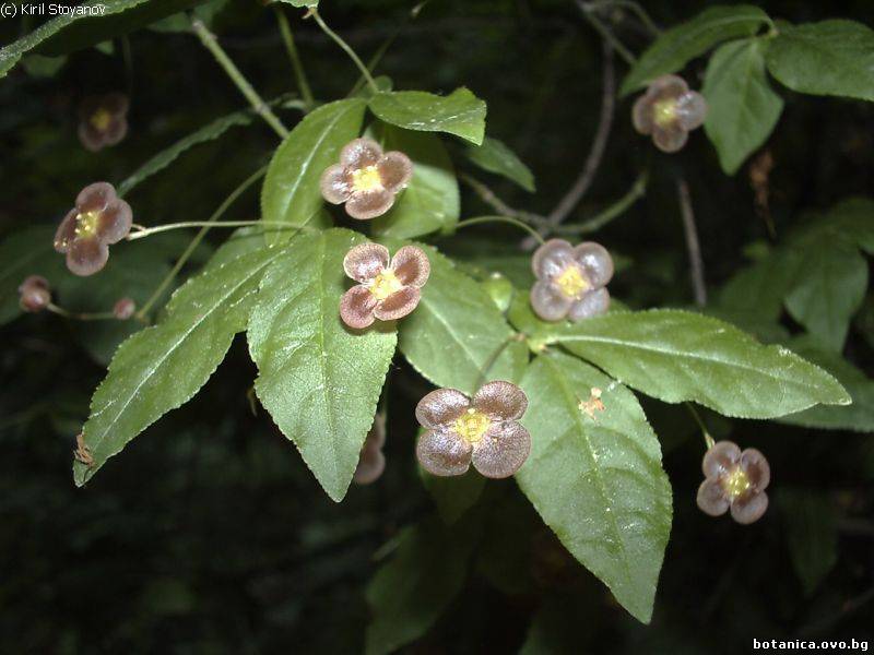 Euonymus verrucosus