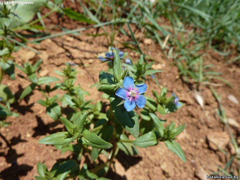 Anagallis foemina