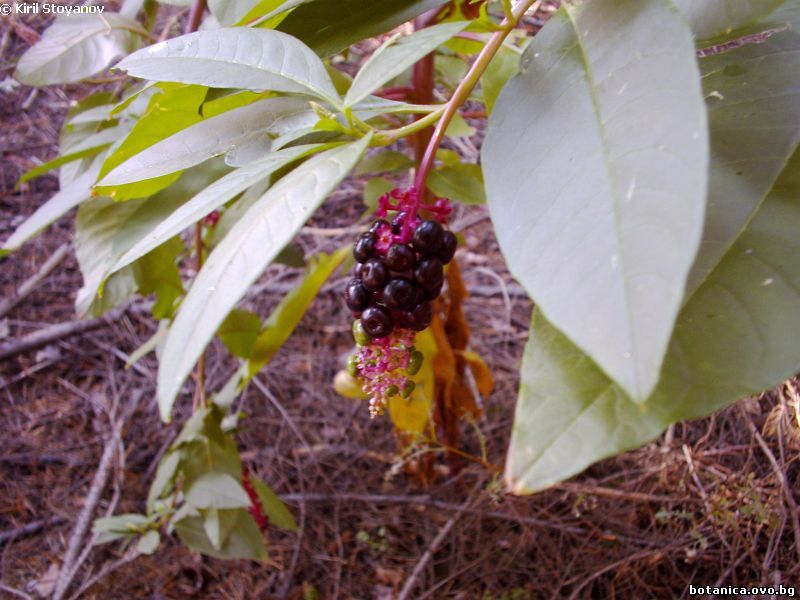 Phytolacca americana