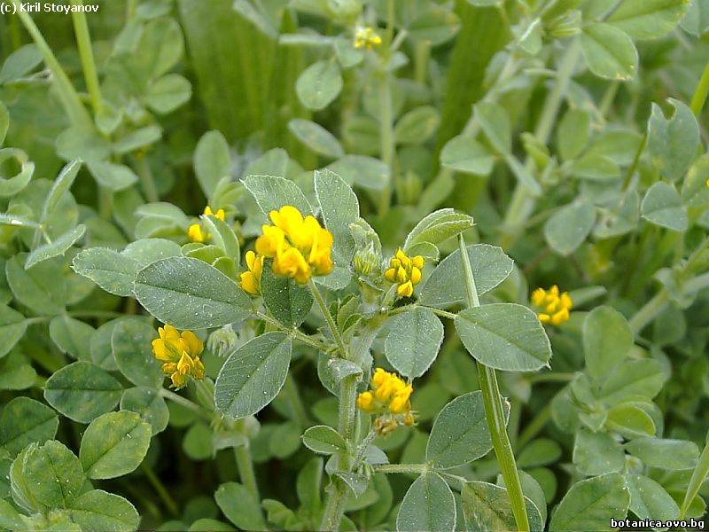 Medicago falcata